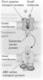 Consider the transport scenario shown. Which curve represents the overall movement of the small molecule from the extracellular environment to the cytosol?   A)     B)    C)    D)   