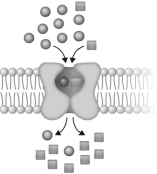 The transport system shown below is a(n)    A)  secondary active symporter. B)  primary active transporter. C)  secondary active antiporter. D)  ABC transporter.