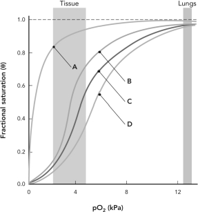 The figure below shows the oxygen binding curves of oxygen-transport protein from four different organisms. Decide which organism is the most efficient at oxygen transport and justify your choice.   