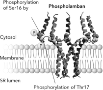 Phospholamban contains two phosphorylation sites, Ser16 and Thr17. Compare and contrast what directs the phosphorylation at each site and the resulting changes in activity of phospholamban.   