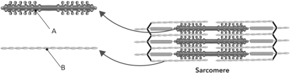 Label the structures marked in this diagram of a sarcomere.   