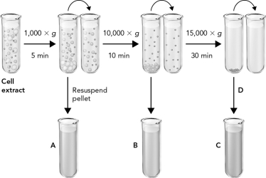 The figure below shows how differential centrifugation can be used to isolate four subcellular fractions. Which fraction corresponds to the mitochondrial fraction?   A)  A B)  B C)  C D)  D