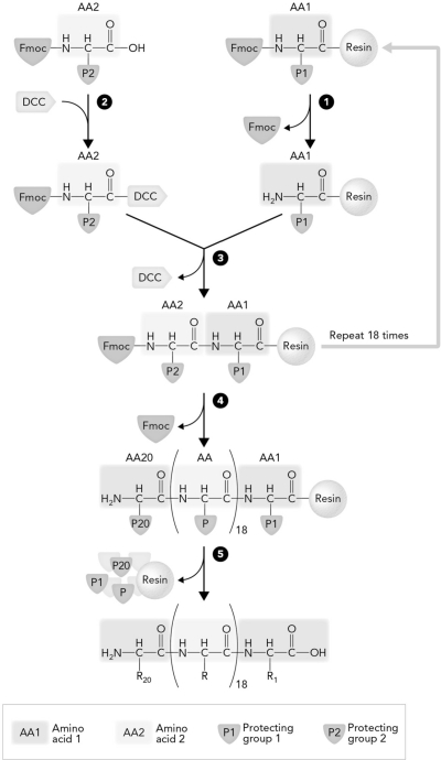 The step in solid-phase peptide synthesis that occurs at number 3 is   A)  deblocking of the residue attached to the resin. B)  coupling of the amino acid. C)  cleavage from the resin. D)  activation of the Fmoc blocked residue.