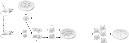 What cells are shown at step number 5 in the figure below?   A)  B cells B)  immortalized tumor cell C)  hybridoma cells D)  red blood cells