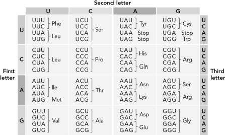 Use the table below to determine how many possible RNA sequences could code for the dipeptide Pro-Ala.   A)  1 B)  16 C)  8 D)  64