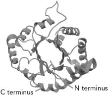  The common protein fold shown below is the fold.   A)   Greek key  B)   Rossman  C)   FERM domain  D)    \alpha / \beta  barrel  