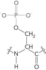 The following amino acid is discovered in a newly isolated protein. What would it be called, and does it represent a new amino acid?