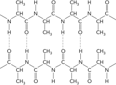  Use the two-stranded antiparallel  \beta -sheet below and drawn in a  \beta -turn.    