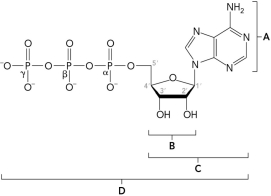 The figure below shows part of the primary structure of DNA. Identify the nucleotide.   A)  A B)  B C)  C D)  D
