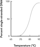  What is the melting temperature from the DNA absorbance shown in the figure below?   A)  80  \degree C B)  85  \degree C C)  90  \degree C D)  95  \degree C 