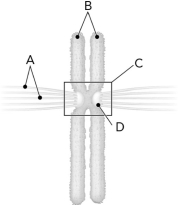 Identify the kinetochore in the following figure.   A)  A B)  B C)  C D)  D