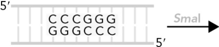 <strong>Identify the products when Sm al cleaves the following DNA sequence. </strong> A)a B)b C)c D)d