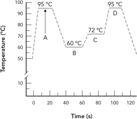 Identify the phase of PCR amplification where the primer is annealed.   A)  A B)  B C)  C D)  D