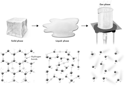 In the figure below, which state of matter has the highest entropy?   A)  solid phase B)  liquid phase C)  gas phase D)  all are equal entropy.