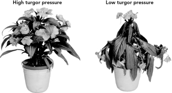 What is the expected osmotic pressure around the cells for the plant with low turgor pressure shown below?   A)  hypotonic B)  hypertonic C)  isotonic D)  equilibrium