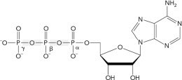 In the figure below, identify the adenine base, ribose, and phosphoanhydride bonds.   