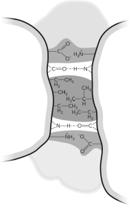 Given the figure below, label the following: hydration layer, electrostatic interaction, hydrogen bond, van der Waals interaction.   
