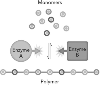 If energy in the form of ATP is required to make a polymeric macromolecule, which of the following will happen if there is no ATP available?   A)  The rate of polymer increases. B)  The polymer is broken down to release ATP. C)  The polymer continues to be made at the same rate. D)  The enzyme degrades to release ATP.