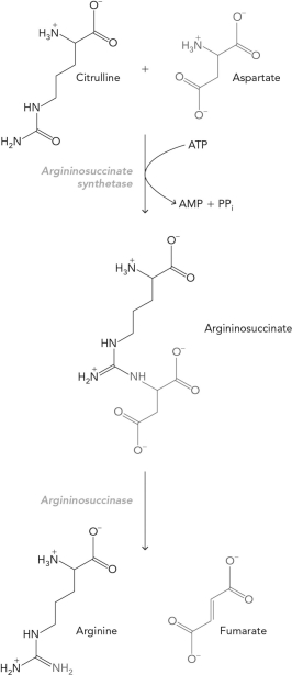 If the concentration of aspartate in the cell decreased, what would be the predicted outcome?   A)  increased concentration of argininosuccinate B)  decreased concentration of citrulline C)  decreased concentration of fumarate D)  increased concentration of arginine