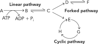If the concentration of F is high in a cell, the pathway will MOST likely shift to produce   A)  more C. B)  less C. C)  more A. D)  less D.