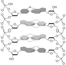 For the figure below, label the 5 <sup>'</sup> <sup> </sup>and 3 <sup>'</sup> <sup> </sup>ends for each strand, the hydrogen bonds, and the pyrimidine and purine molecules, as well as the direction of polarity.   