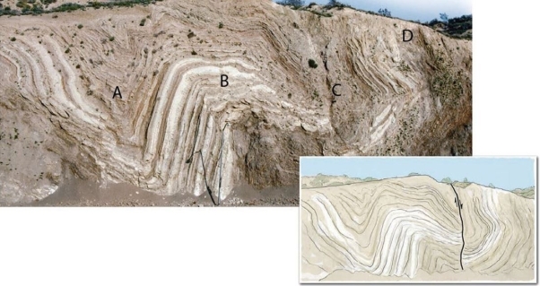Use the figure below to answer the following questions.    -Which letter in the figure above corresponds to a  syncline ? A)  A B)  B C)  C D)  D 