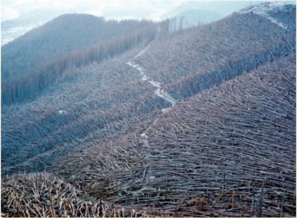 Observe the photograph of an entire forest of trees knocked down on Mt. St. Helens. By contrast this is <u>not</u> the case on Kilauea.   Why were so many trees knocked down during the Mt. St. Helens eruption while that was <u>not</u> true o Kilauea volcano? A)  The force of the blast at Kilauea vaporized all the trees, as Hawaiian volcanoes are significantly more powerful than Mt. St. Helens. B)  The force of the blast from Mt. St. Helens caused the trees to be knocked over, while the Kilauea volcano was much less violent. C)  The difference is that Mt. St. Helens produced a lot more ash, and the weight of the ash caused the trees to topple over after a few days. D)  Every volcanic eruption knocks down trees. There are no trees in Hawaii but there trees are near Mt. St. Helens, so that explains the difference. 