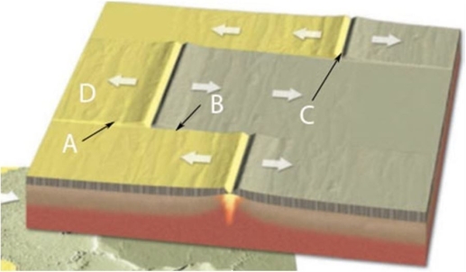 Identify the letter in the figure below that corresponds to a mid- ocean ridge   A)  A B)  B C)  C D)  D 
