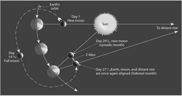 Use Figure 21.26 below to help explain the difference between the sidereal and synodic month.    In the second position the Moon has moved to the other side of Earth and it says  day 14 <sup>¾ </sup>full Moon . In the thi position the Moon is back on the Sun's side of the Moon. It is labeled  day 27 <sup>¼ </sup>Earth, Moon and distant star are once again aligned Siderelal month. and then a second Moon 2 days separated from the first that says  day 29 <sup>½</sup>, new Moon synodic month.. The angle to distant star is now upward.
