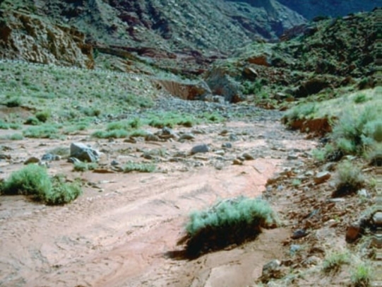 See the image below. It is a dry desert stream bed.   What would be good advice for someone who wants to go camping in the area shown in the photog A)  You do <u>not</u> need a tent as it stays warm in deserts all night long. B)  You would <u>not</u> want to camp there because of the possibility of a sudden flood. C)  The dry sand would <u>not</u> be a good place to put a tent, because it would be better to be wet. D)  If you were camping that would make a good place to camp because it is dry and soft. 