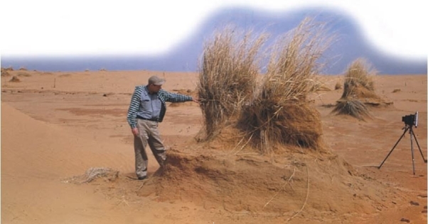 Note the picture below from a desert setting:   What is illustrated in the photograph? A)  How effective wind is at purposely avoiding grasses. B)  How effective vegetation is at anchoring sediment. C)  The role of water erosion in deserts. D)  This cannot be a desert as there are no life forms in a desert. 