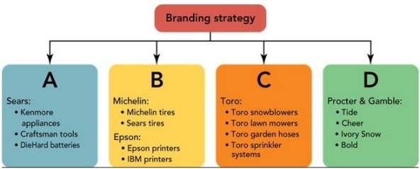 Figure 11-7    -Companies can employ several different branding strategies.In Figure 11-7 above,D represents a ________ strategy. A) retailer branding B) multiproduct branding C) multibranding D) private branding E) mixed branding