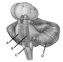 Locate the structures on the figure.    _____ 1. cerebellum _____ 2. medulla _____ 3. reticular formation _____ 4. pons