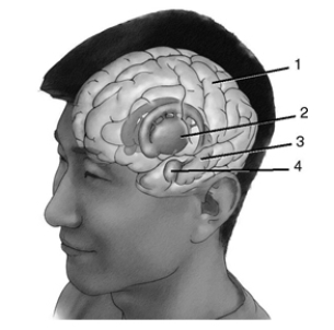 Label the brain structures on the figure.    1._____ 2._____ 3._____ 4._____