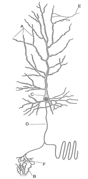 Match the letter to the correct structure on the neuron.    _____ 1. cell body _____ 2. end foot _____ 3. axon _____ 4. dendrites _____ 5. dendrites of target neuron _____ 6. axons from other neurons