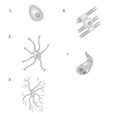 Match the pictures to their name.    A)microglial cell _____ B)ependymal cell_____ C)oligodendroglial cell_____ D)Schwann cell_____ E)astrocyte _____