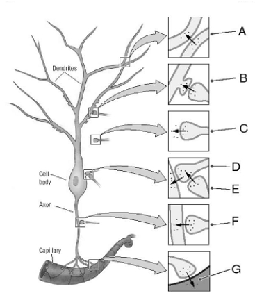 Identify the types of synapses.    _____ 1. axoaxonic _____ 2. dendrodendritic _____ 3. axodendritic _____ 4. axosecretory _____ 5. axosynaptic _____ 6. axoextracellular _____ 7. axosomatic