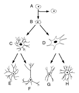 Match the letter to the correct level of brain cell development.    _____ 1.glial cell _____ 2.stem cell _____ 3.astrocyte _____ 4.interneuron _____ 5.oligodendroglia _____ 6.precursor cell _____ 7.neural cell _____ 8.pyramidal neuron
