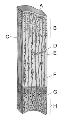 Match the letter to the appropriate structure.    _____ 1.radial glial process _____ 2.subventricular zone _____ 3.radial glial cell body _____ 4.primitive cortex _____ 5.migrating neuron _____ 6.radial glia _____ 7.nonradially migrating neuron _____ 8.brain surface