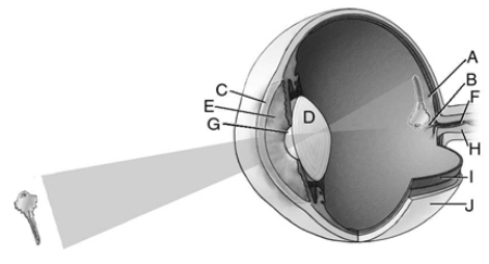 Match the letter to the appropriate structure of the eye.    _____ 1.lens _____ 2.pupil _____ 3.fovea _____ 4.iris _____ 5.sclera _____ 6.blind spot _____ 7.cornea _____ 8.blood vessel _____ 9.optic nerve _____ 10.retina