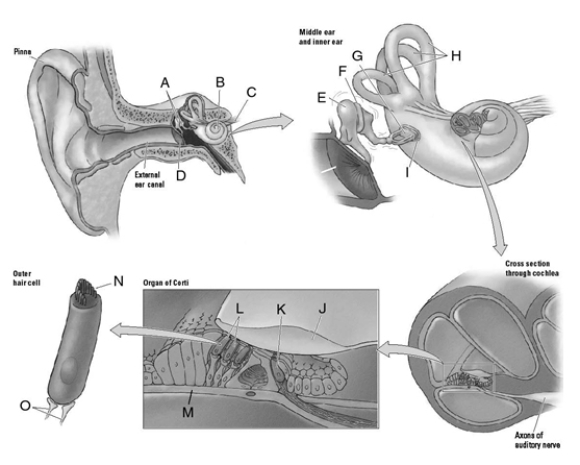 Match the letter to the appropriate structure of the ear.    _____ 1.auditory nerve _____ 2.semicircular canals _____ 3.outer hair cells _____ 4.inner hair cells _____ 5.oval window _____ 6.cochlea _____ 7.ossicles _____ 8.cilia _____ 9.tectorial membrane _____ 10.nerve fibers _____ 11.eardrum _____ 12.hammer _____ 13.basilar membrane _____ 14.anvil _____ 15.stirrup