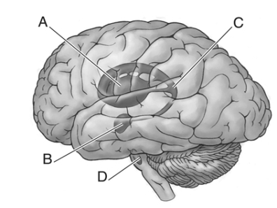 Locate the following areas of the brain.    _____ 1.tail of the caudate nucleus _____ 2.amygdala _____ 3.substantia nigra _____ 4.caudate putamen