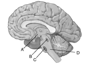 Match the letter to the appropriate structure of the brainstem.    _____ 1.medial pontine reticular formation _____ 2.reticular activating system _____ 3.hypothalamus _____ 4.peribrachial area