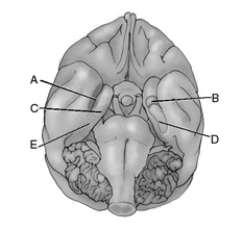 Match the letter to the appropriate structure of the brain.    _____ 1.amygdala _____ 2.entorhinal cortex _____ 3.hippocampus _____ 4.parahippocampal cortex _____ 5.perirhinal cortex