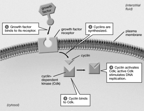 Based on this figure, what would be the consequence of exposure to a synthetic chemical in the environment that mimics the structure and shape of a growth factor?   A)  Cdk and cyclin would not bind to each other. B)  Cyclin production would not be  turned on.  C)  DNA replication would be stimulated even though the actual growth factor was not present. D)  The cyclin- Cdk complex would still occur but would not stimulate DNA replication.