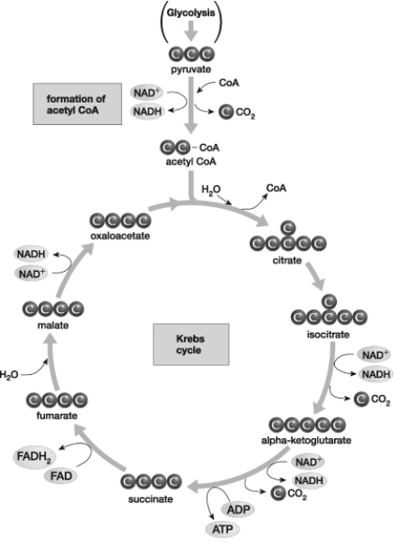 In the Krebs cycle, electron- carrier molecules are produced as a result of individual reactions. NAD+ is reduced as one chemical compound is converted to another EXCEPT during the conversion of   A)  isocitrate to a- ketoglutarate. B)  a- ketoglutarate to succinate. C)  malate to oxaloacetate. D)  succinate to fumarate.
