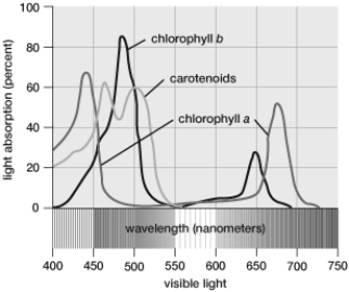 Based on this graph, which wavelengths of light would result in the highest rates of ATP production during photosynthesis?   A)  600- 650 nanometers B)  700- 750 nanometers C)  450- 500 nanometers D)  550- 600 nanometers