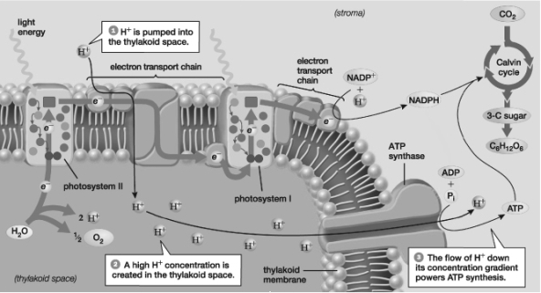 Based on the information provided in this figure, what event contributes directly to the creation of a proton gradient across the thylakoid membrane?   A)  The splitting of H<sub>2</sub>O B)  The flow of electrons through electron transport chain II C)  The creation of ATP D)  The creation of C6H12O6 E)  The flow of electrons through photosystem I