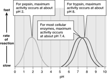 Which of the enzymes shown in the figure is active in the stomach of the human digestive tract?   