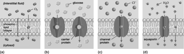 Based on these four illustrations of diffusion, which mode would most likely be used to transport oxidized zinc (which has a charge of +2)  through the cell membrane?   A)  Facilitated diffusion through carrier proteins B)  Facilitated diffusion through channel proteins C)  Osmosis through aquaporins D)  Simple diffusion through the bilayer